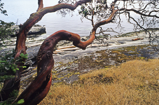 Arbutus Trees